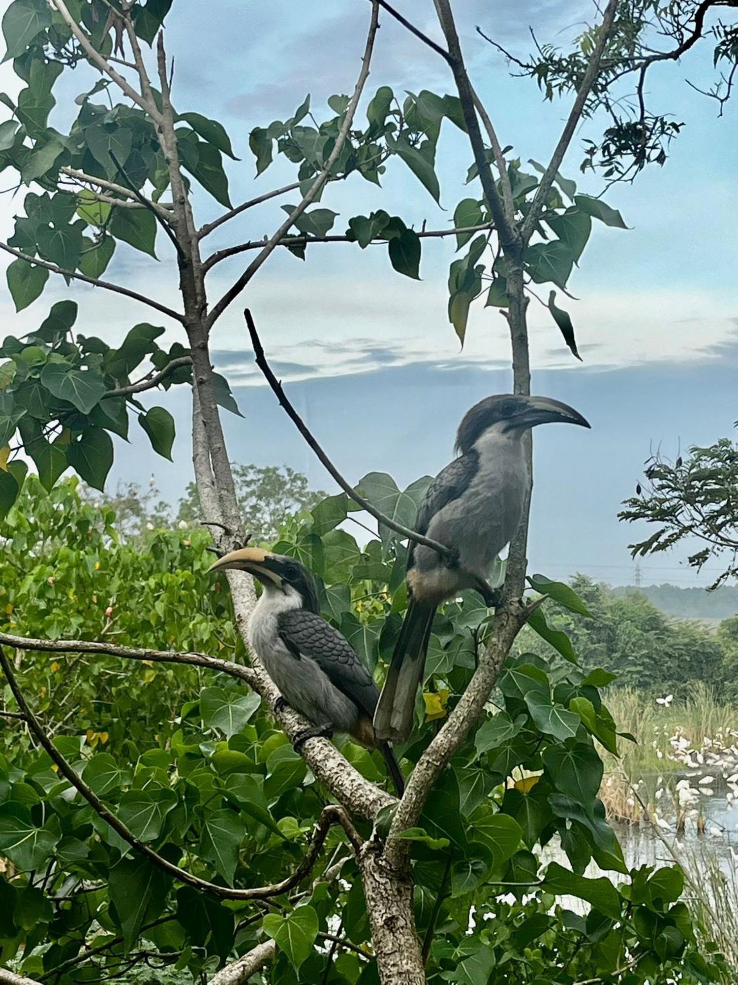 Three Little Birds Ξενοδοχείο Tangalle Εξωτερικό φωτογραφία